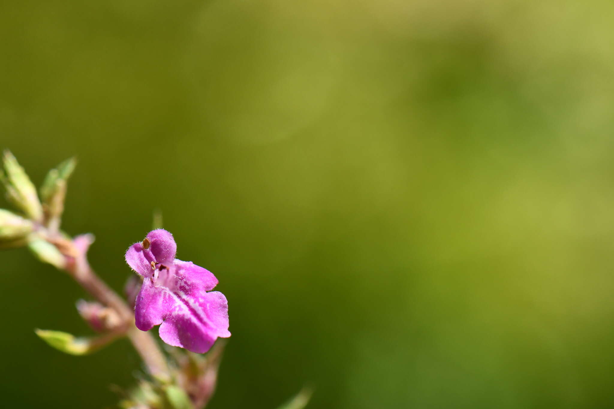 Imagem de Stachys bigelovii A. Gray