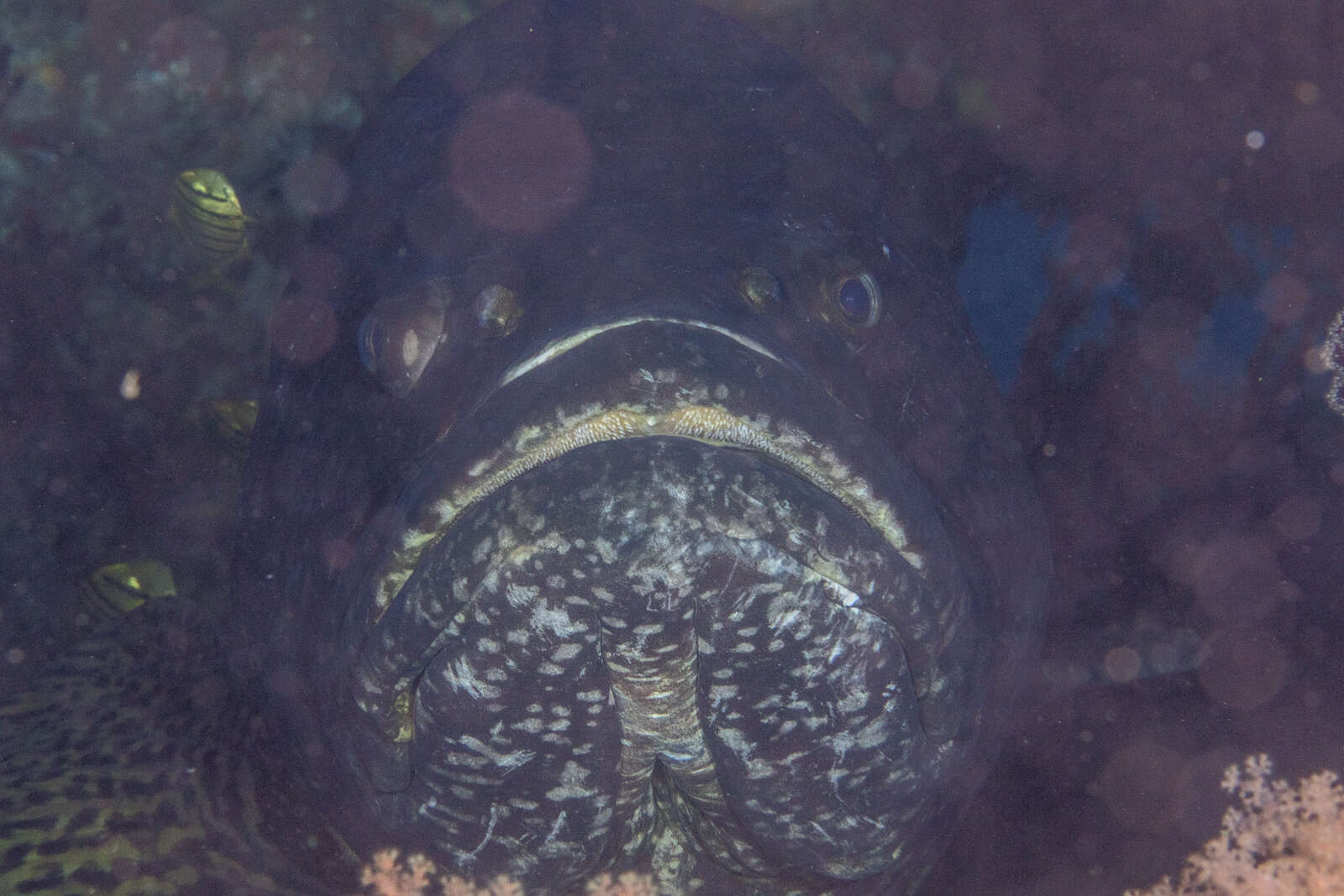 Image of Brindle Bass