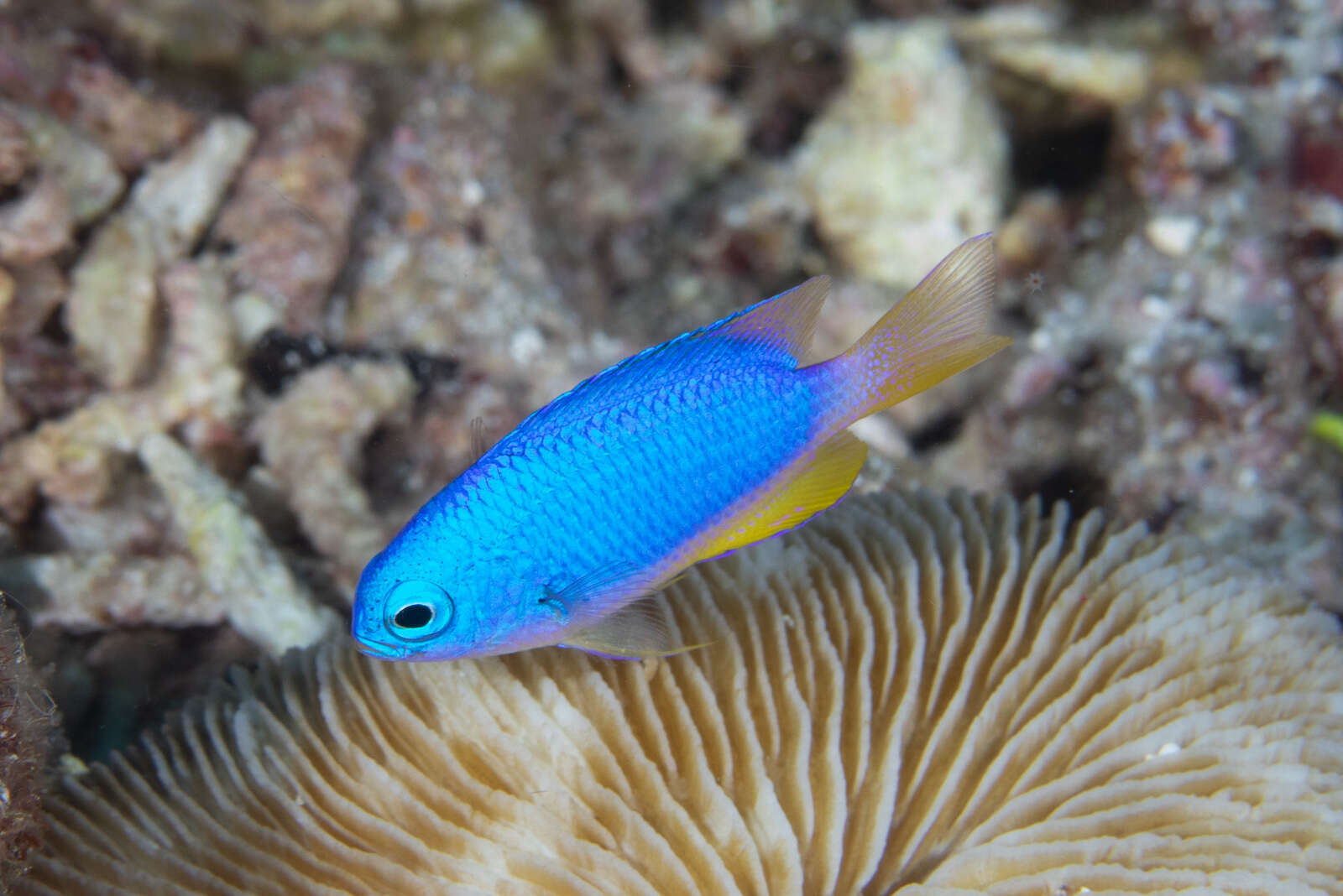 Image of Blue damsel