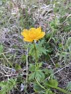 Sivun Trollius ranunculinus (Sm.) Stearn kuva