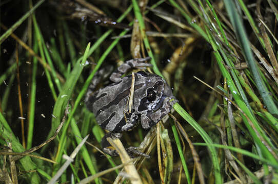 Image of Semnodactylus Hoffman 1939