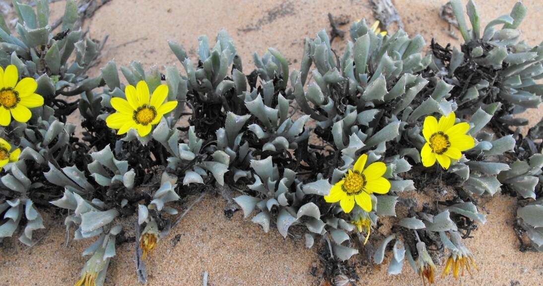 Image of Gazania schenckii O. Hoffm. ex Schinz