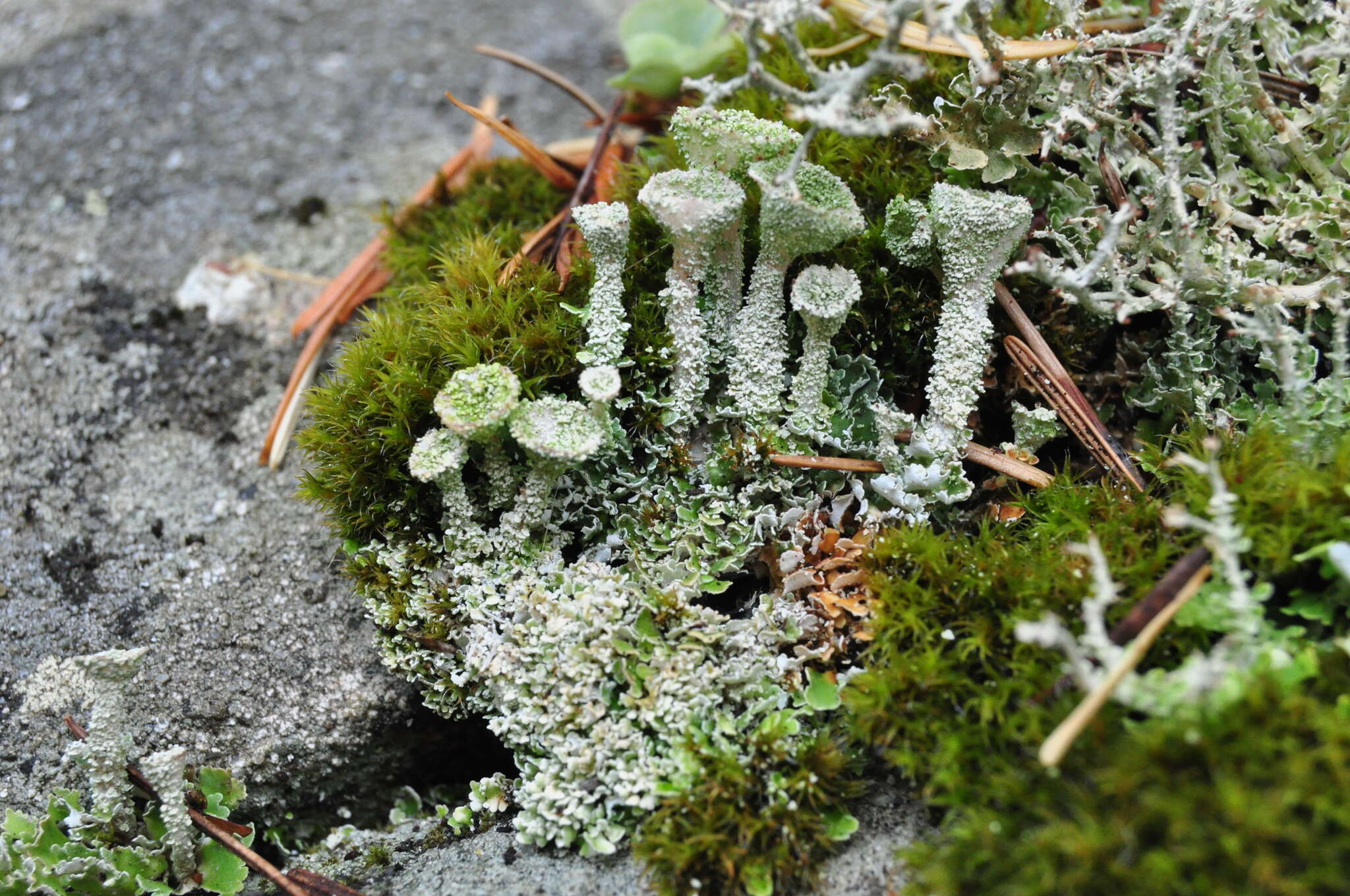 Image of Mealy Pixie-cup Lichen