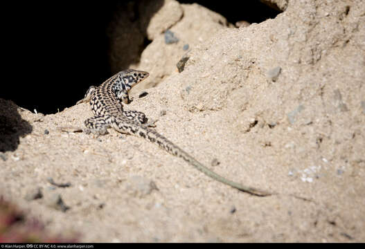 Image of Aspidoscelis tigris multiscutatus (Cope 1892)