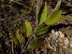 Image of Ostrya japonica Sarg.