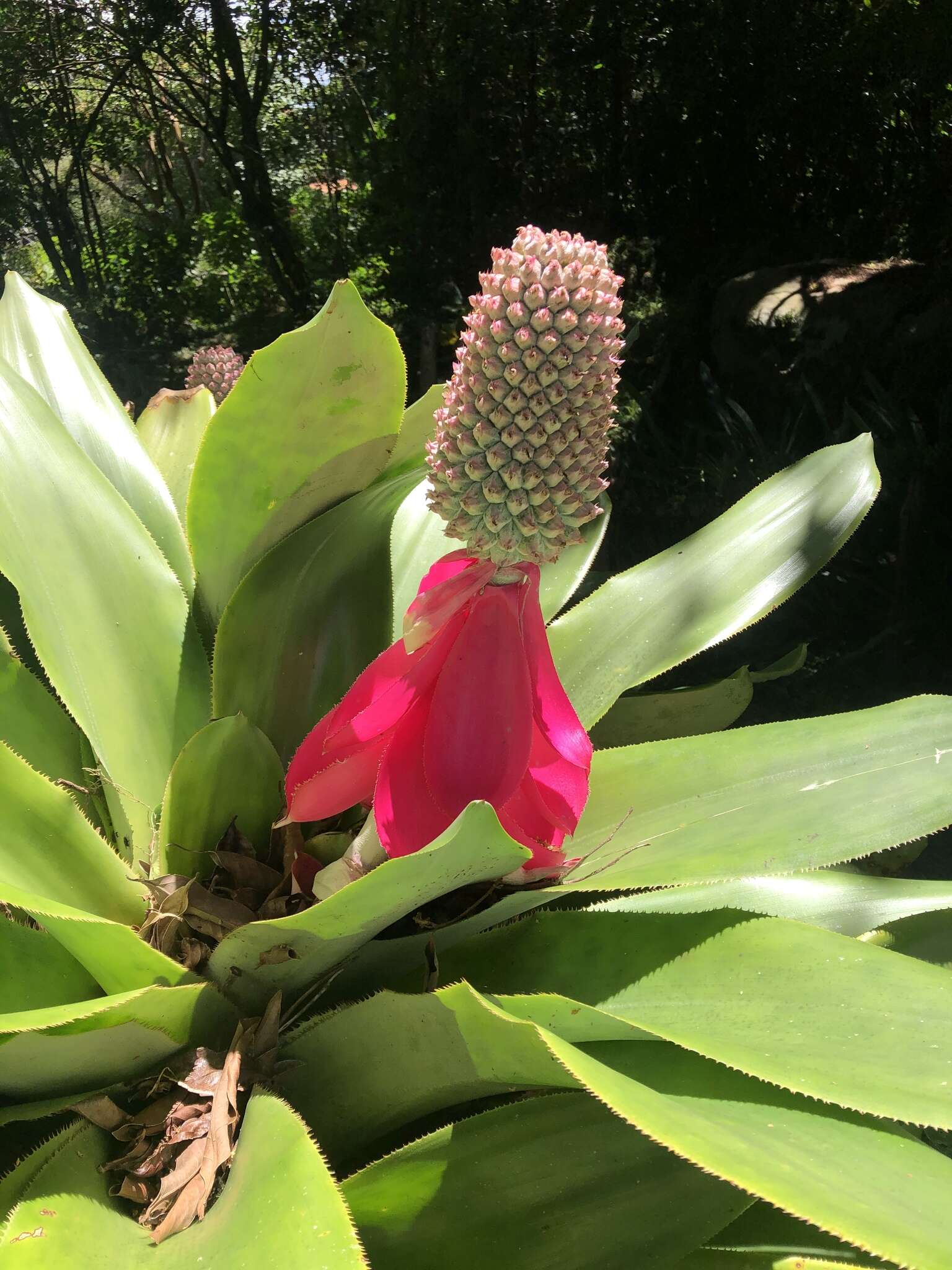 Image of Aechmea mariae-reginae H. Wendl.