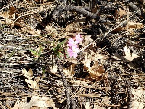 Imagem de Phlox amabilis Brand