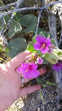 Image de Mirabilis multiflora (Torr.) Gray