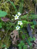 Imagem de Saxifraga rosacea Moench