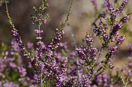 Imagem de Erica manipuliflora Salisb.