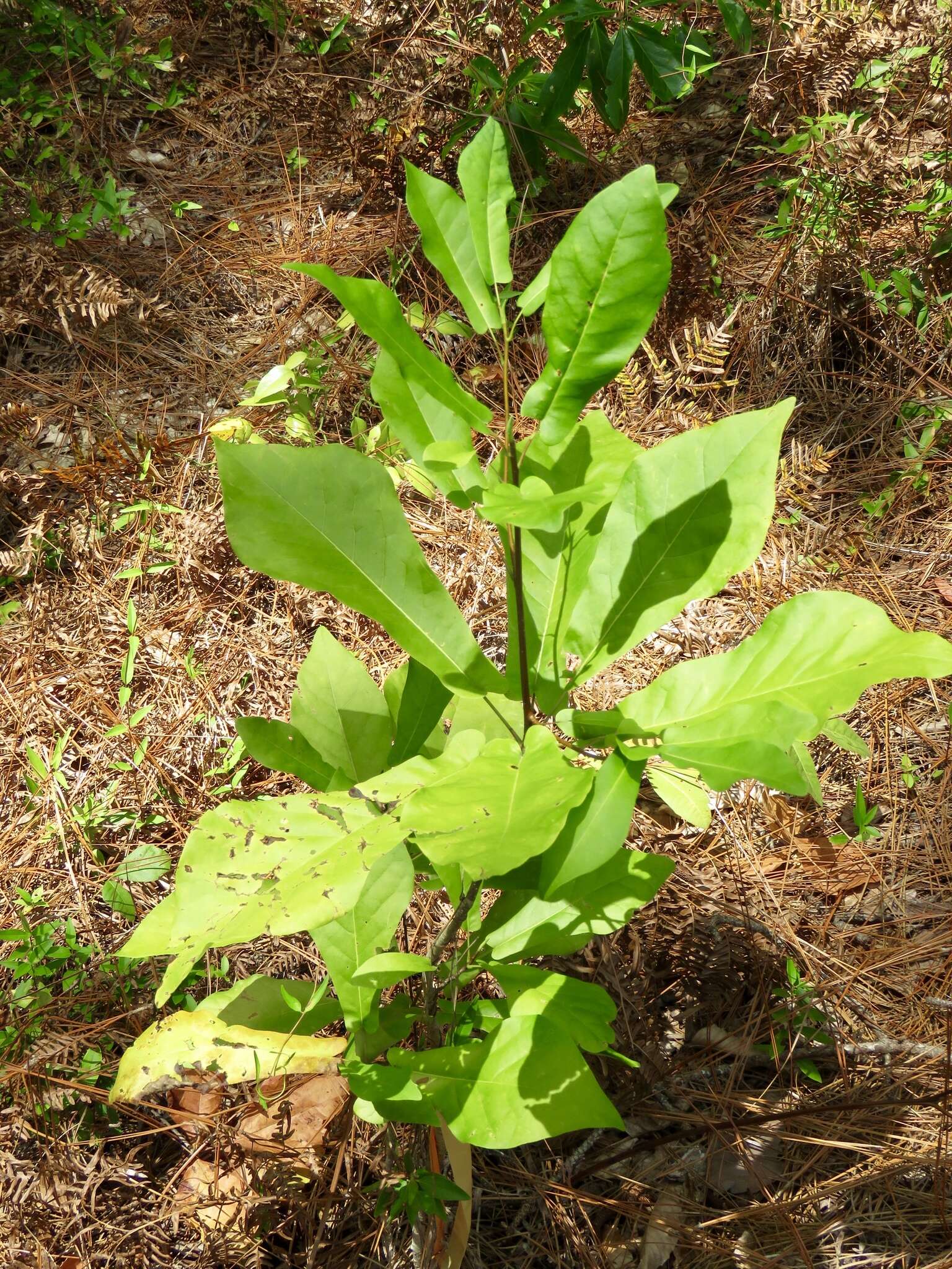 Image of pyramid magnolia