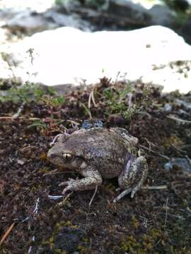 Image of Alytes obstetricans pertinax García-París & Martínez-Solano 2001