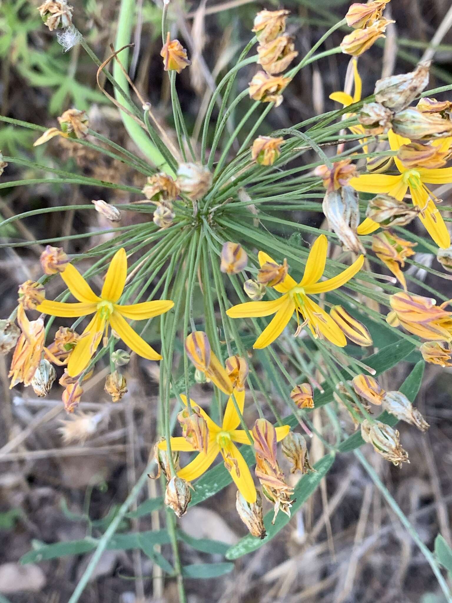 Image of common goldenstar