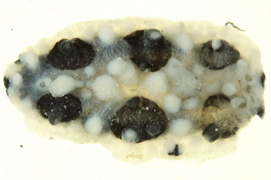 Image of Lumpy yellow eyespot slug