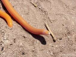 Image of Cuvier's Legless Skink