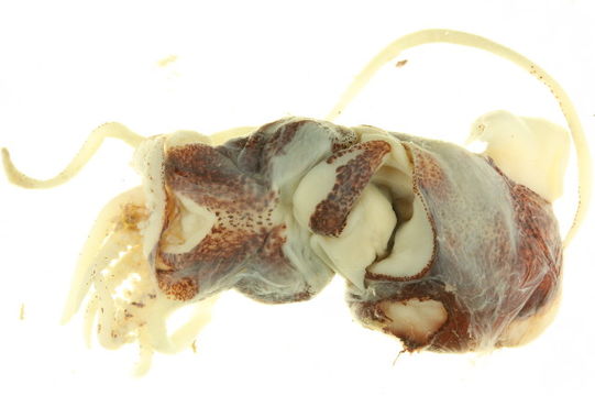 539.limx msmol 0037 1274109568 jpg.580x360
