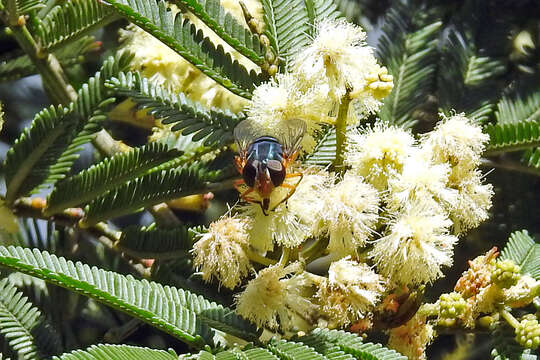 Image of Austalis copiosa (Walker 1852)