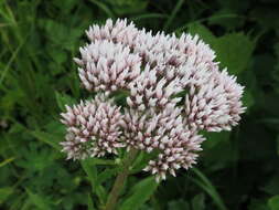 Eupatorium lindleyanum DC. resmi