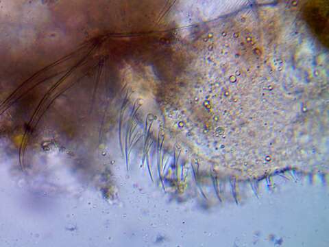 Image of mud waterflea