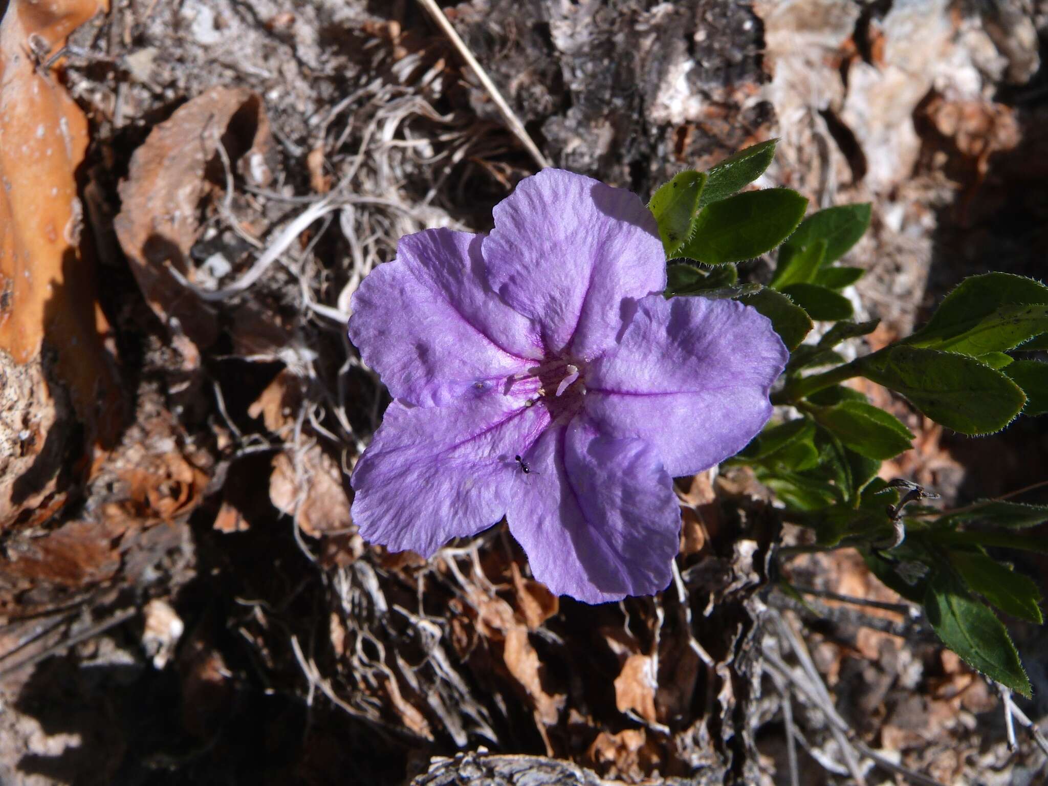 Image of Parry's wild petunia