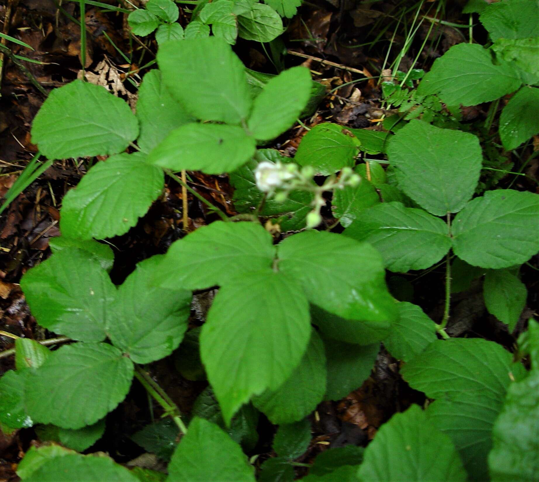 Image of Rubus angloserpens E. S. Edees & A. Newton