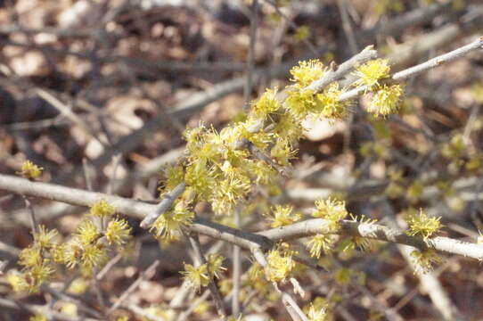 Forestiera pubescens Nutt.的圖片