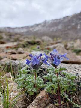 Image of Nepeta longibracteata Benth.