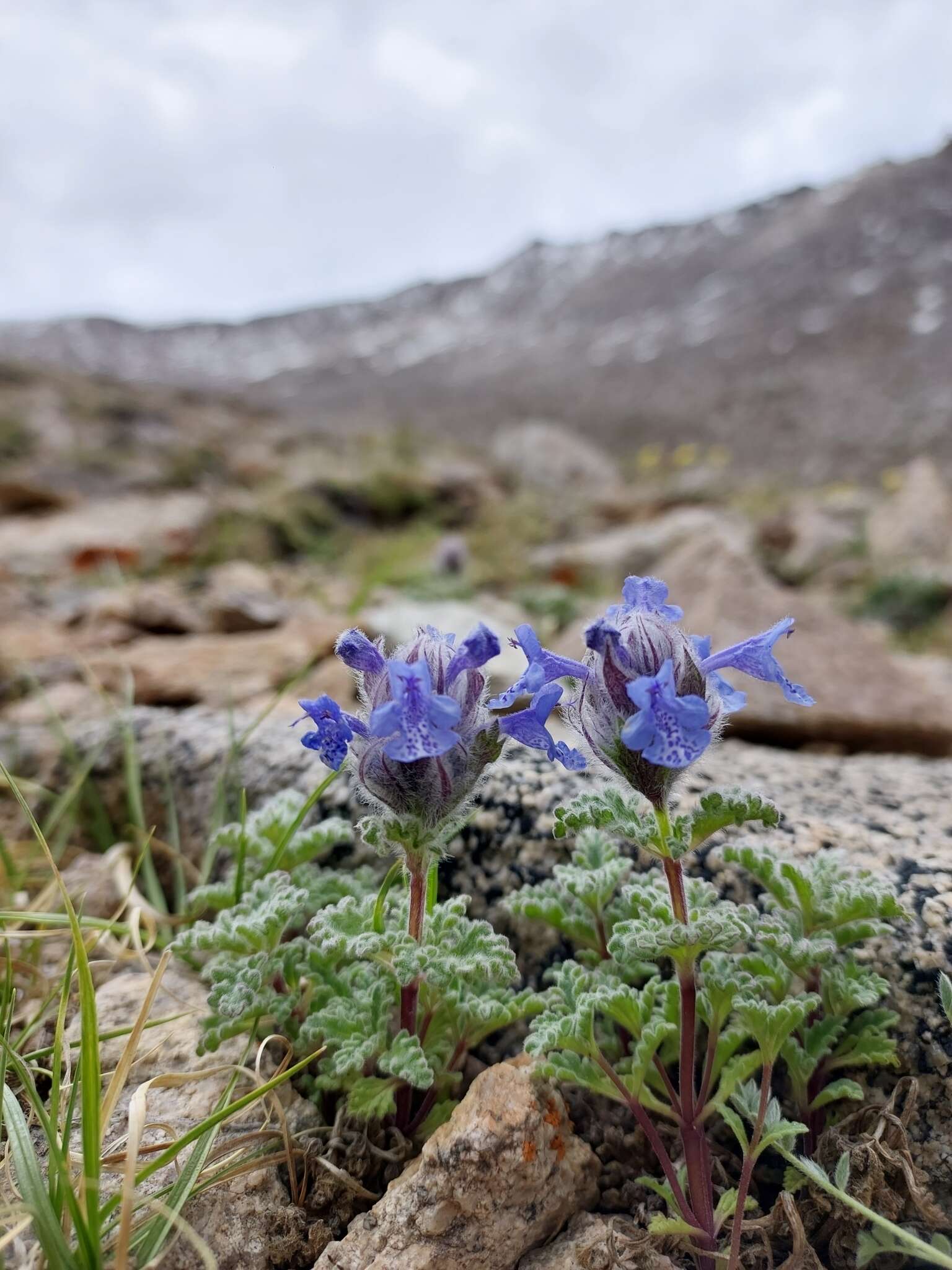 Plancia ëd Nepeta longibracteata Benth.