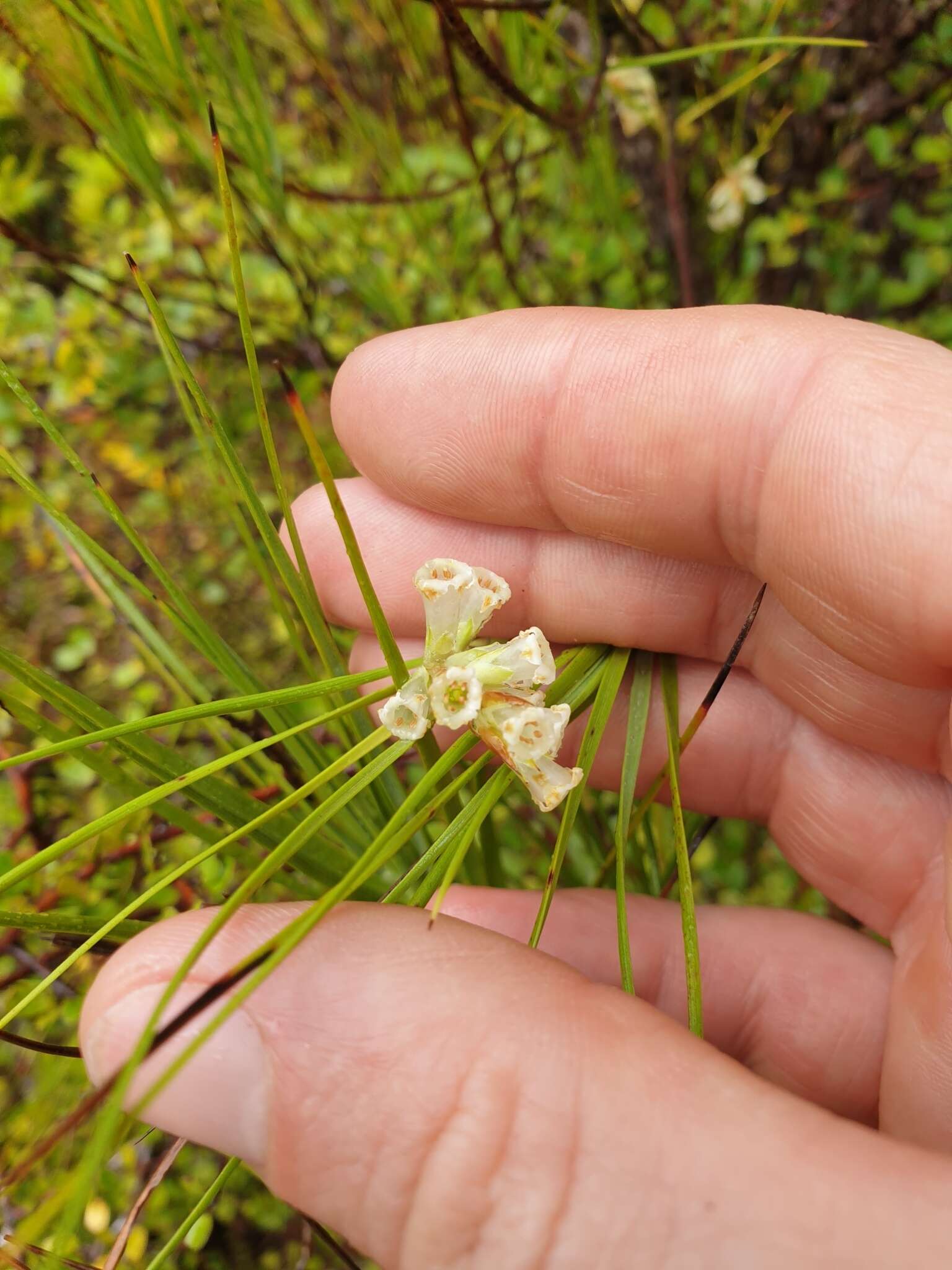 Image of Dracophyllum longifolium var. cockayneanum (Du Rietz.) W. R. B. Oliver