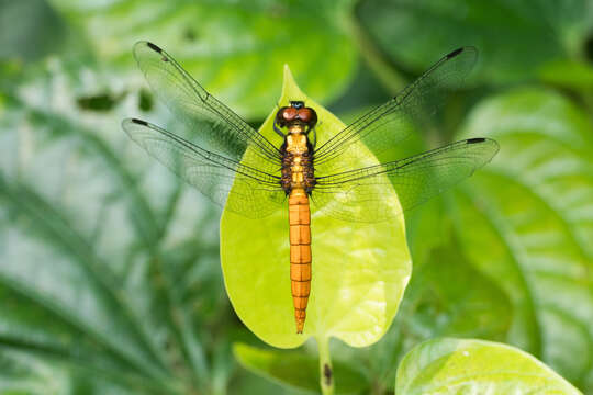 Image of Lyriothemis cleis Brauer 1868