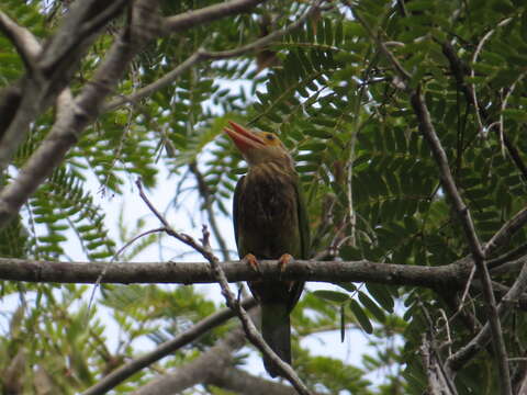 Psilopogon lineatus (Vieillot 1816) resmi