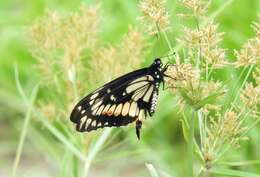 Image of Papilio hellanichus Hewitson 1868