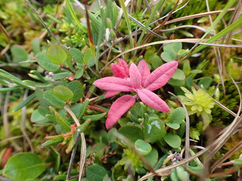 Imagem de Exobasidium karstenii Sacc. & Trotter 1912