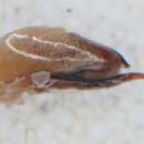 Tetartopeus rufonitidus (Reitter 1909) resmi