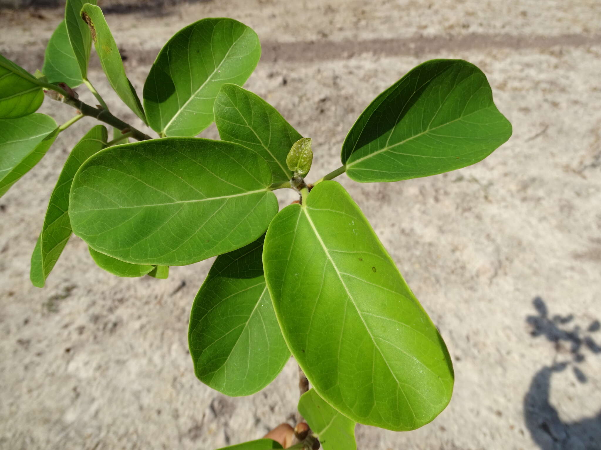 Image de Ficus cotinifolia Kunth