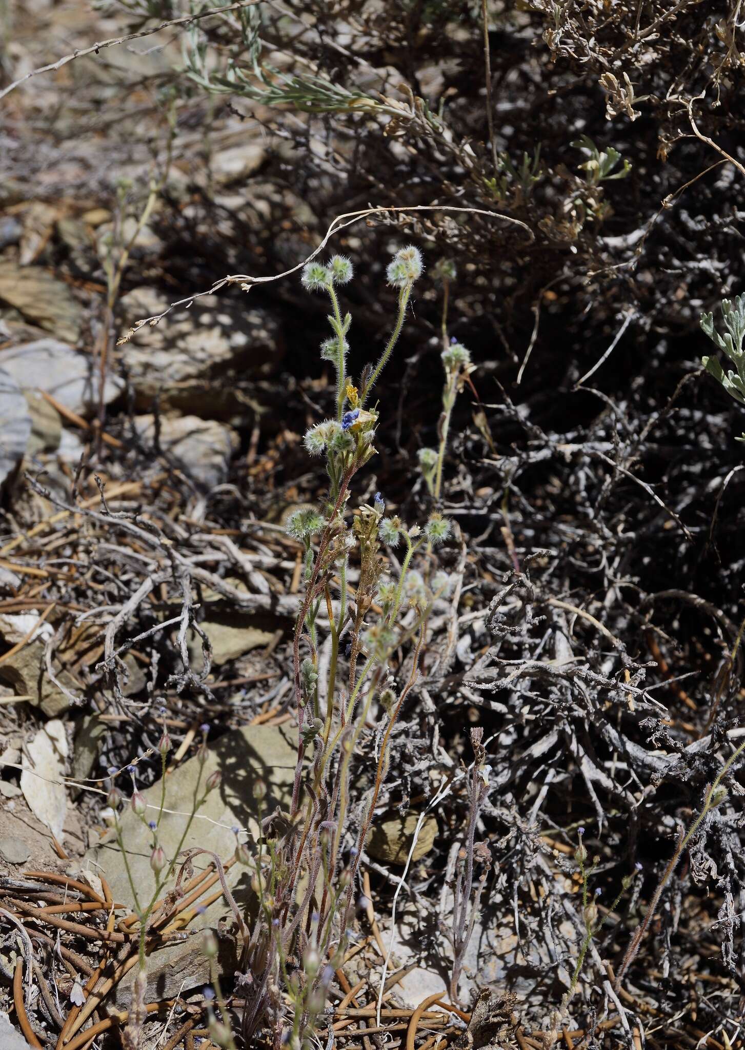 صورة Cryptantha gracilis Osterh.