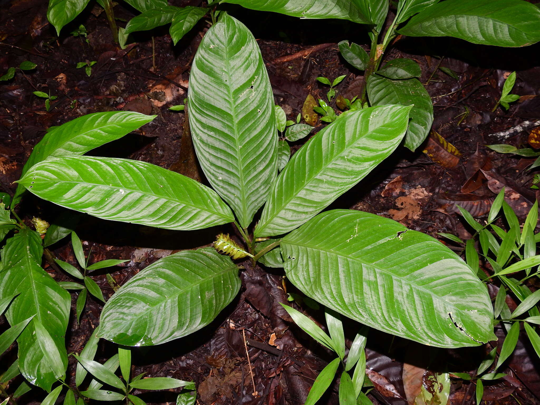 Image of Hylaeanthe unilateralis (Poepp. & Endl.) A. M. E. Jonker & Jonker