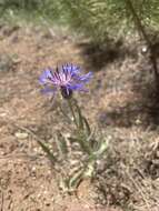 Слика од Centaurea pichleri Boiss.