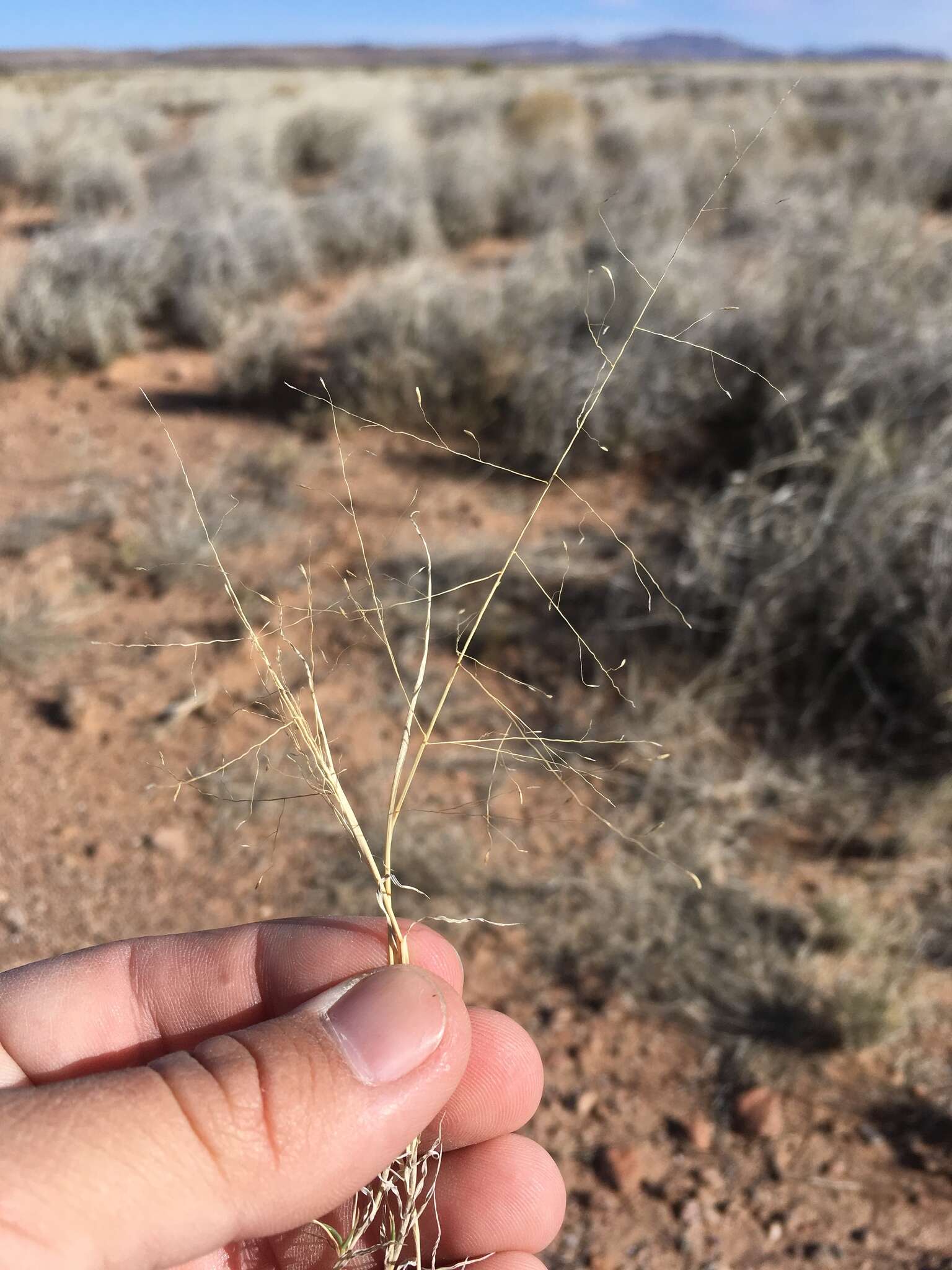 Plancia ëd Muhlenbergia arenacea (Buckley) Hitchc.