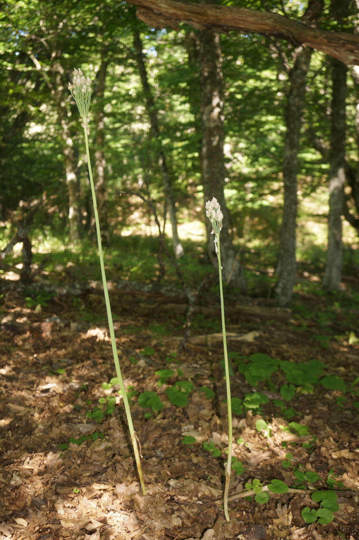 Image of Allium siculum subsp. dioscoridis (Sm.) K. Richt.