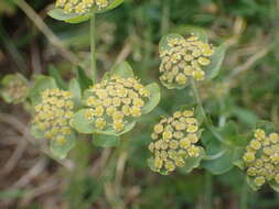 Bupleurum angulosum L. resmi