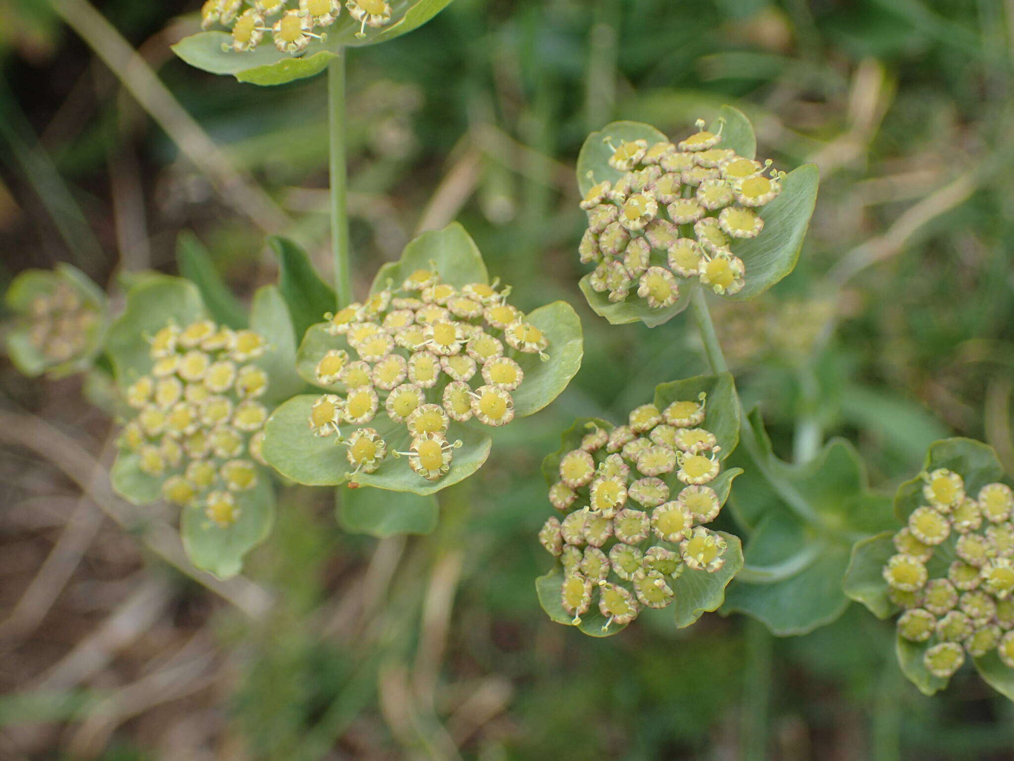 Bupleurum angulosum L. resmi