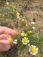 Image of False chamomile