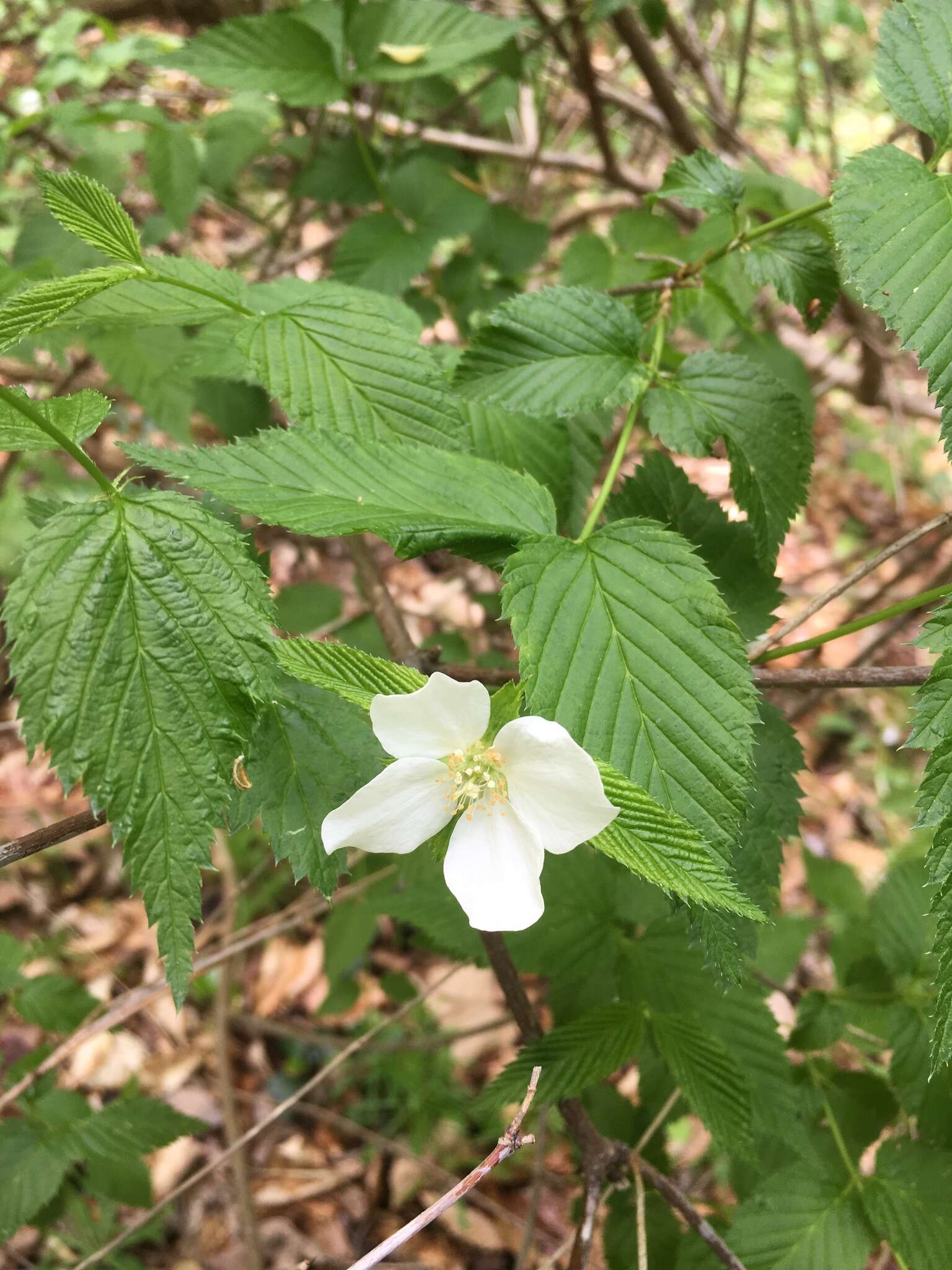 Rhodotypos的圖片