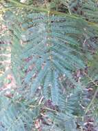 Acacia parramattensis Tindale的圖片