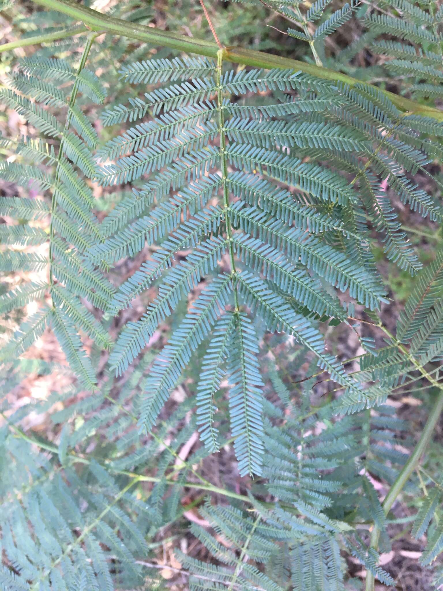 Acacia parramattensis Tindale的圖片