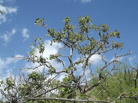 Image of Zanthoxylum arborescens Rose