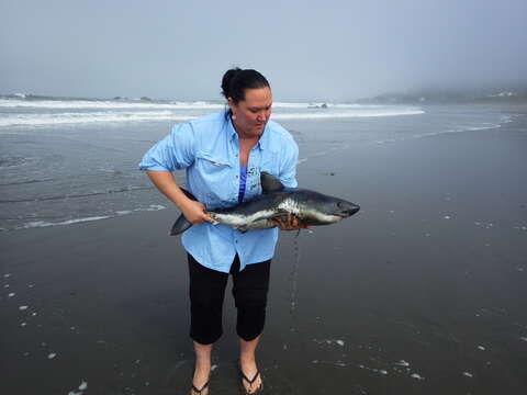 Image of Salmon Shark