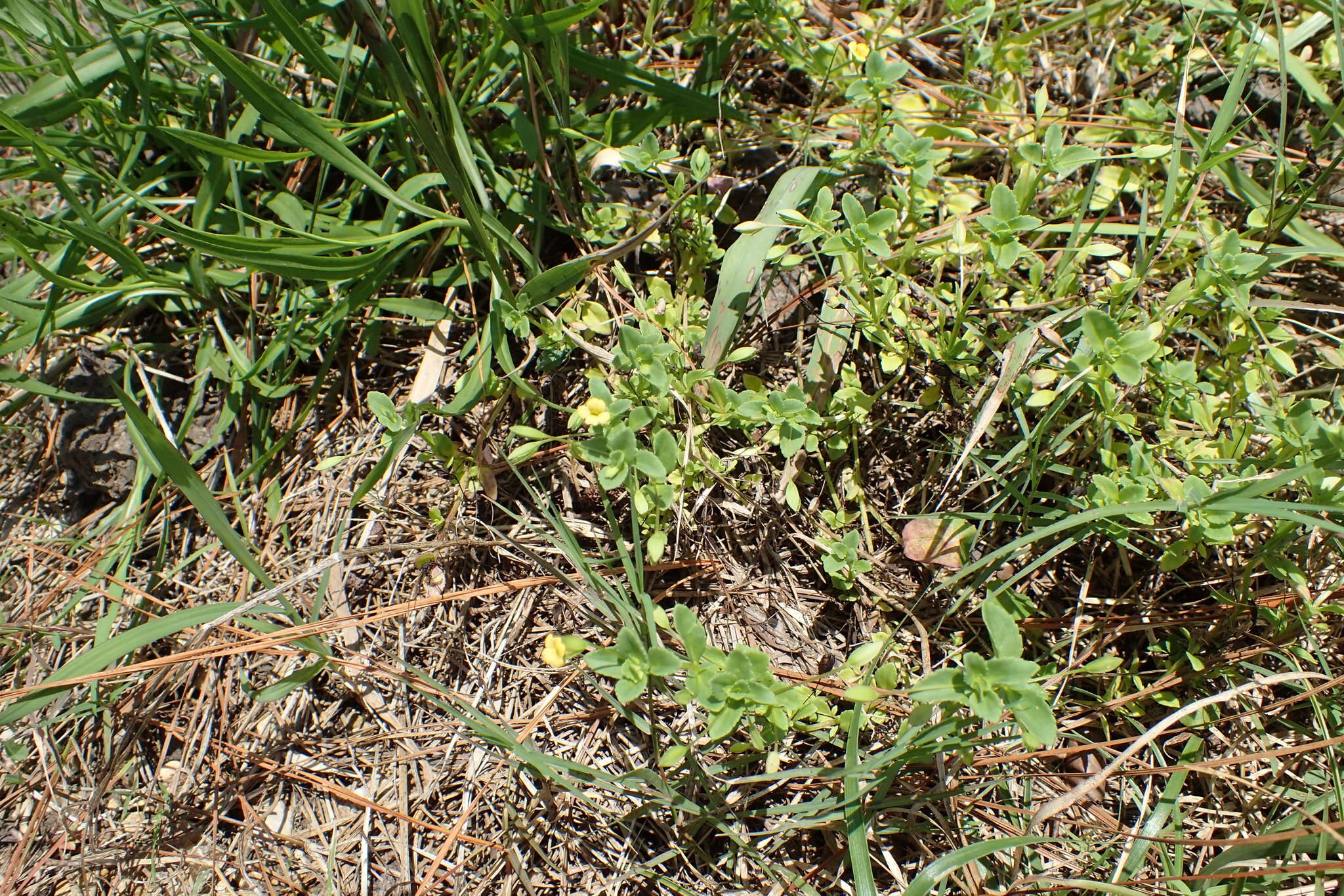 Mecardonia procumbens (Mill.) Small resmi