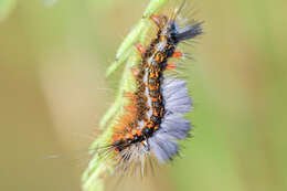 صورة Bracharoa quadripunctata Wallengren 1875